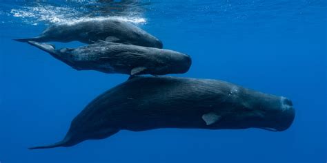 Scientist Looking at Beached Sperm Whale Finds $544,000 of .